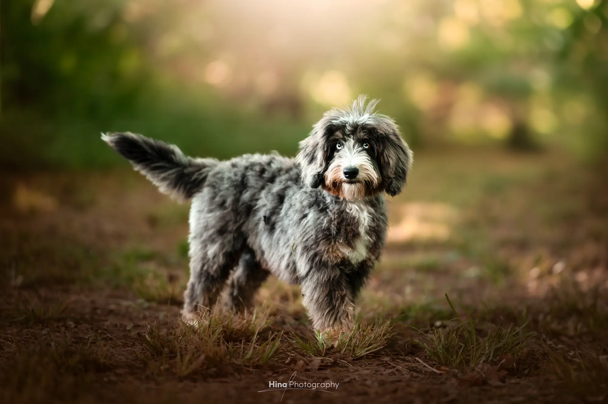 Bernedoodle au pelage bleu merle debout dans un sous-bois, élevage Ouidoodle en Île-de-France